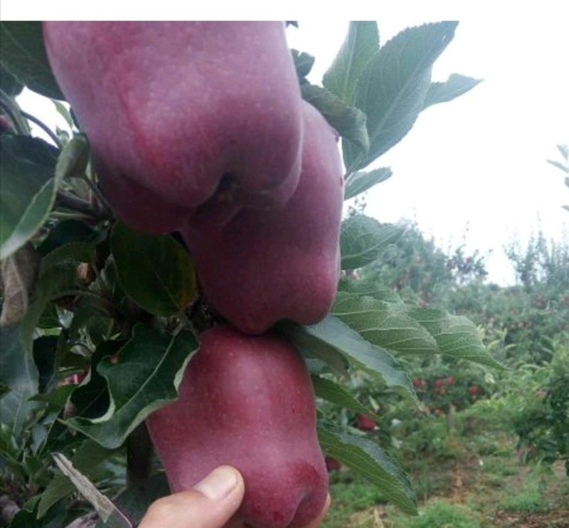 苹果树苗