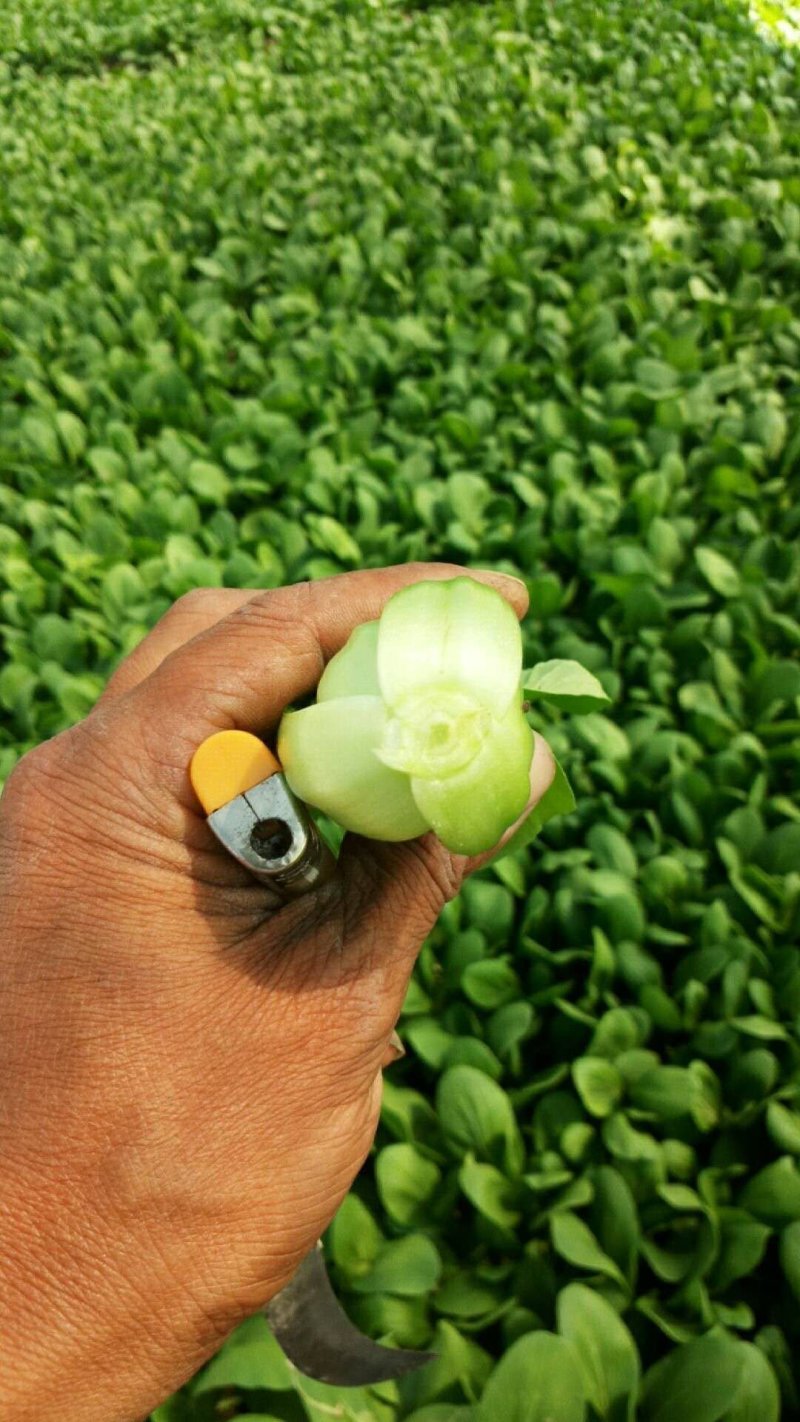 茼蒿，芹菜等