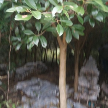 红叶石楠