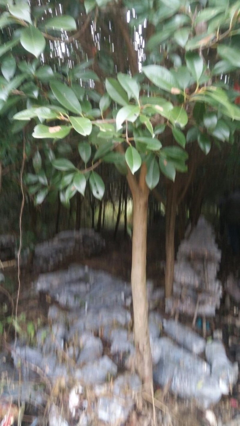 红叶石楠