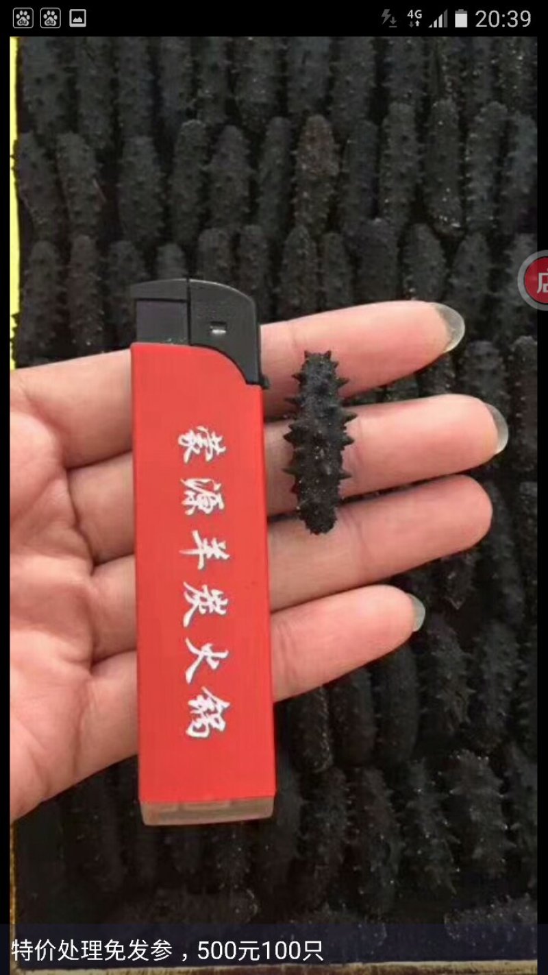 免发海参