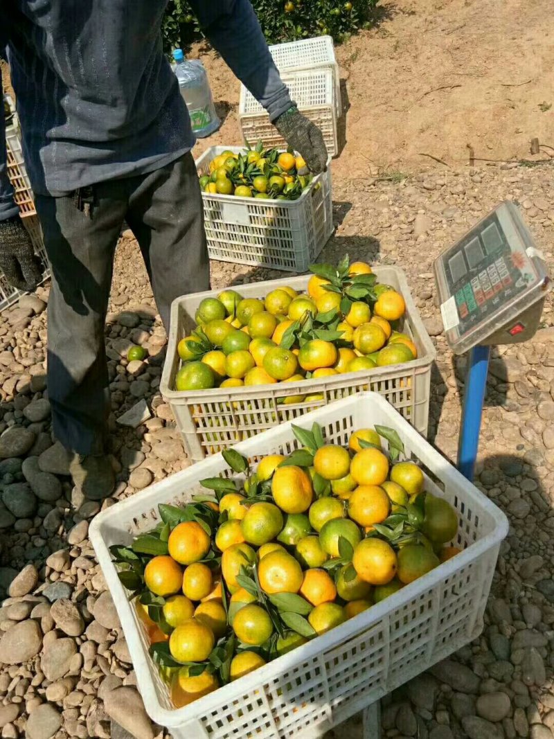 湖北蜜橘国庆蜜橘诚心实意代办皮薄个大口感纯甜