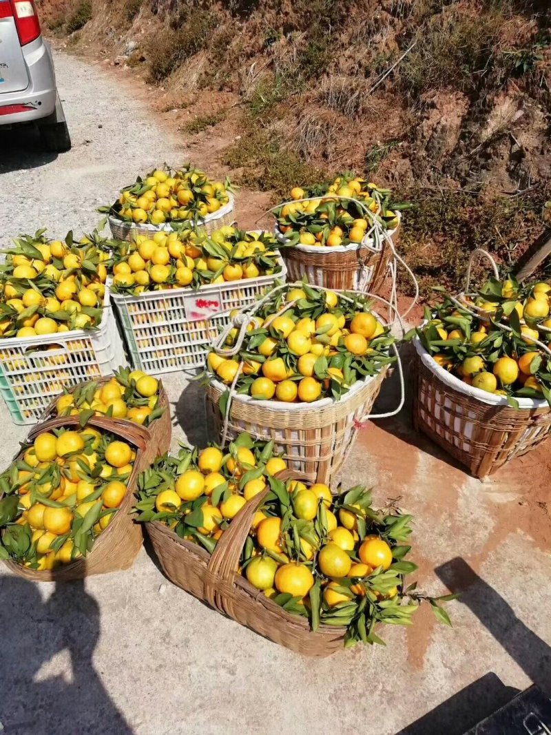 湖北蜜橘国庆蜜橘诚心实意代办皮薄个大口感纯甜