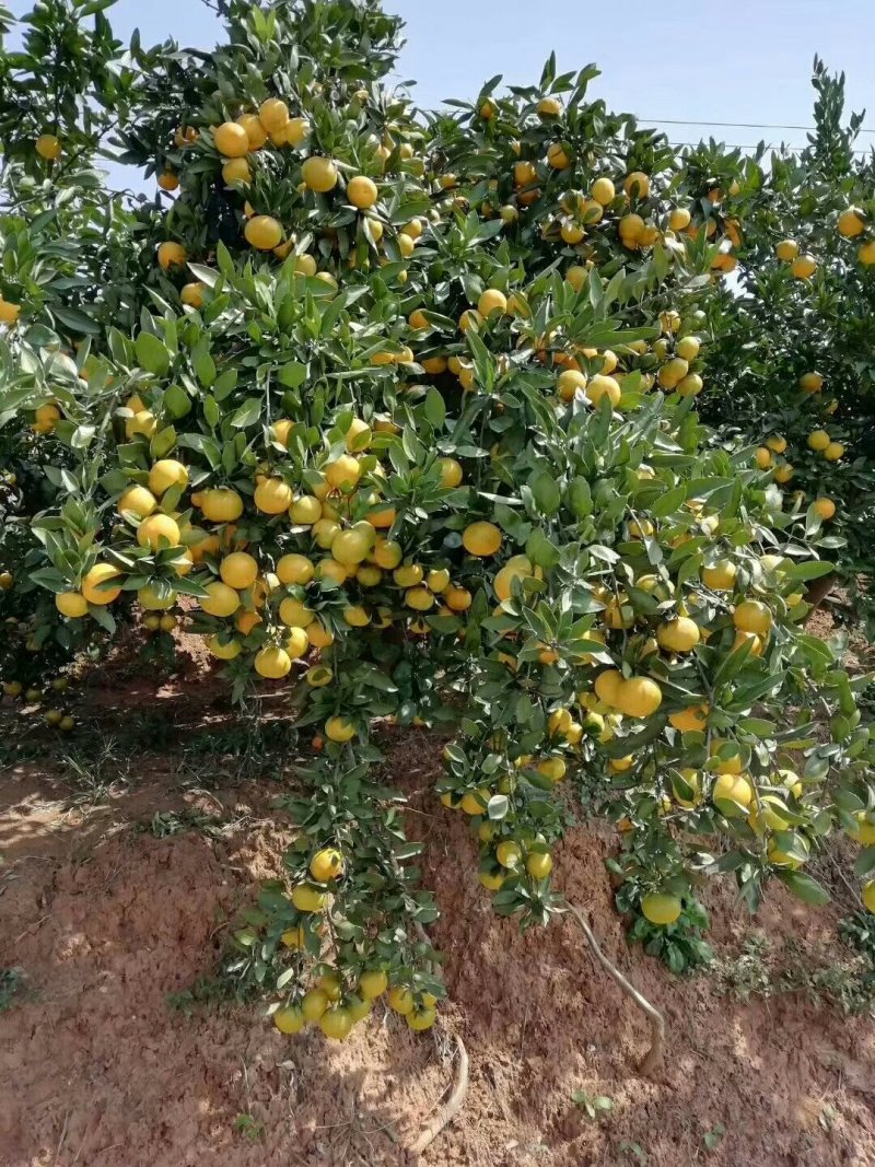 湖北蜜橘国庆蜜橘诚心实意代办皮薄个大口感纯甜