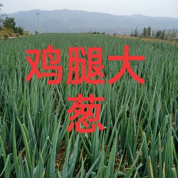 鸡腿大葱