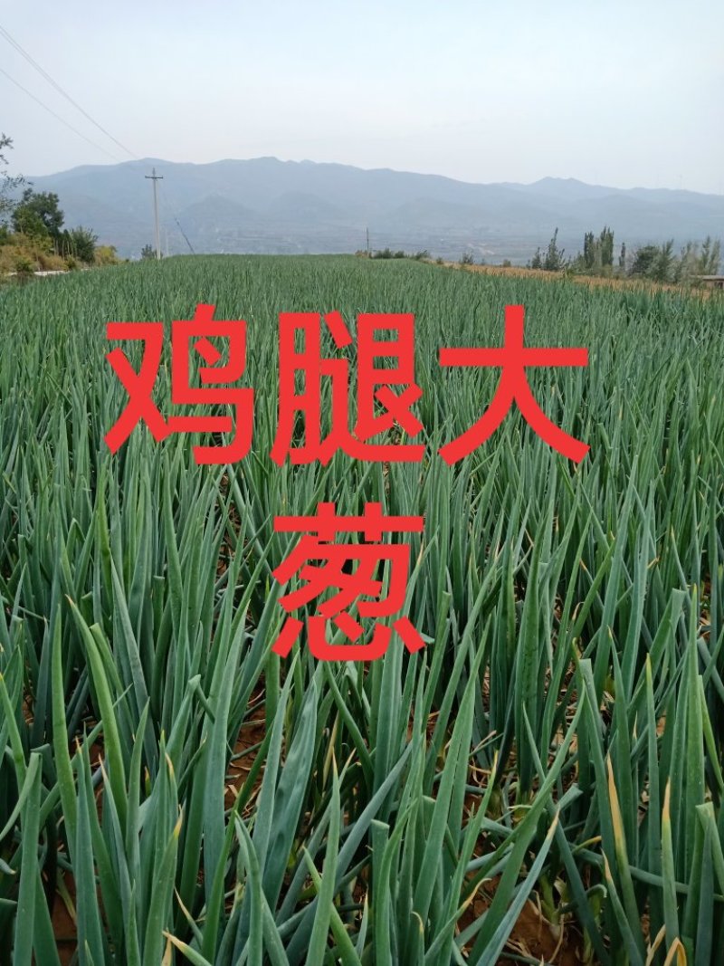 鸡腿大葱