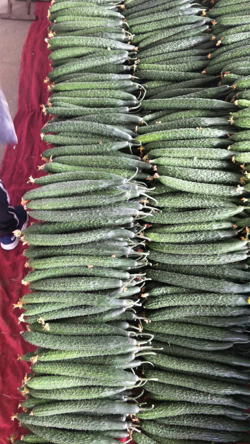 优质密刺黄瓜，干花带刺，实地看货，支持线上交易，产地直销