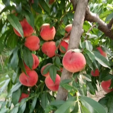 红不软桃树苗，自家苗圃，品种正宗，签订合同