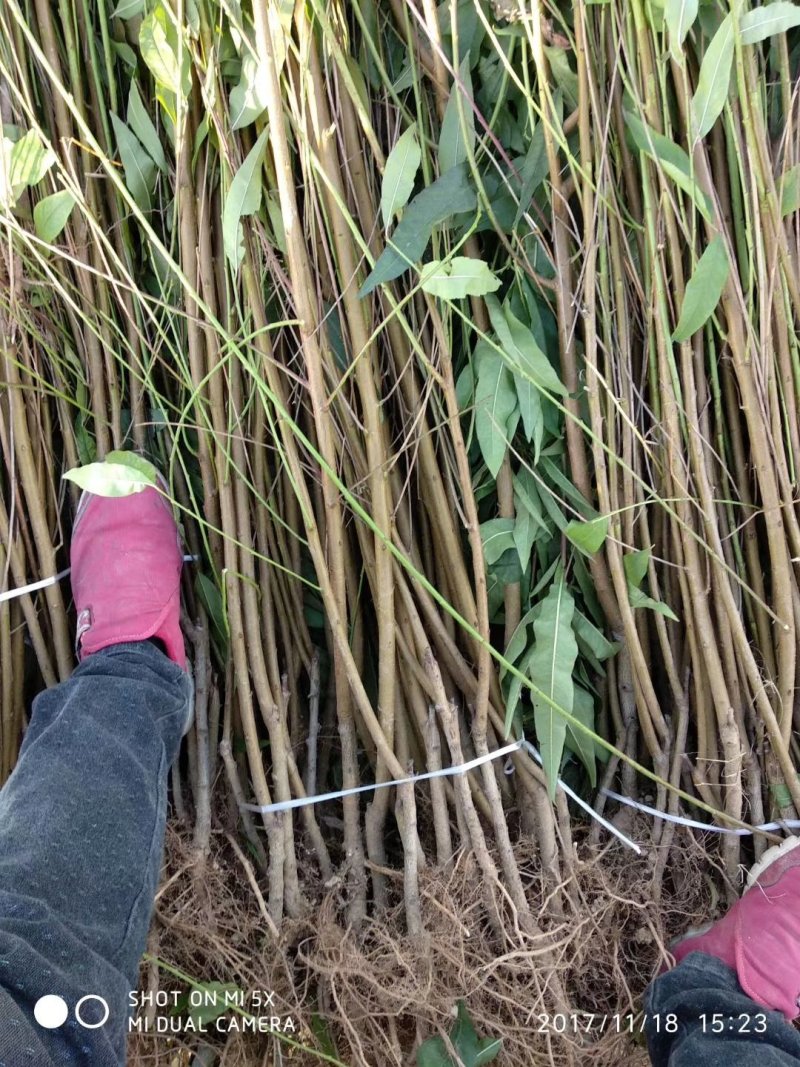 红不软桃树苗，自家苗圃，品种正宗，签订合同
