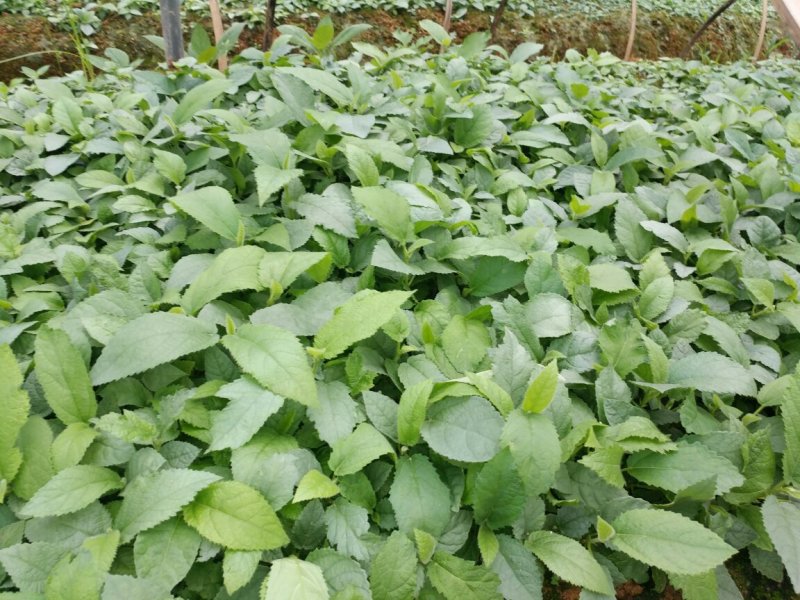 五指毛桃