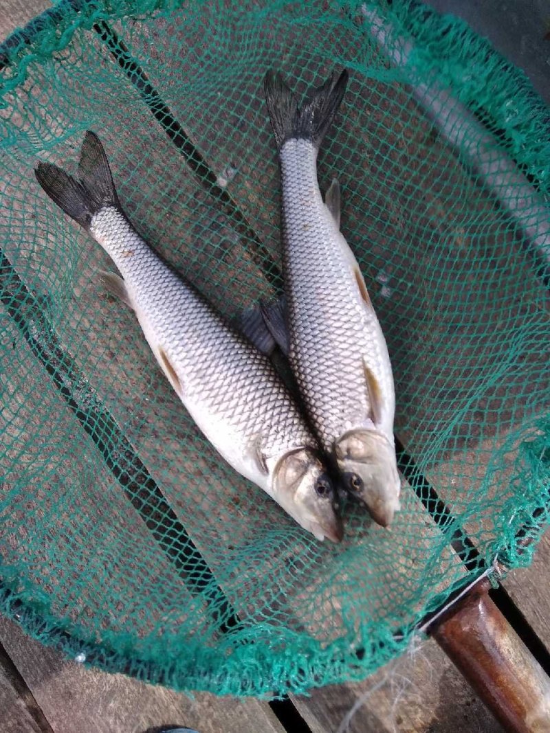 黄金鲫，镜鲤，虫虫鱼