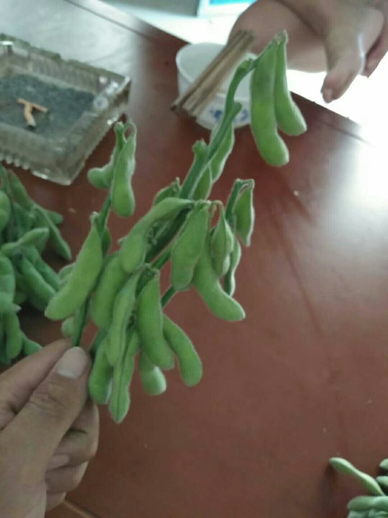 品名::精品毛豆，基地直供，量大从优！