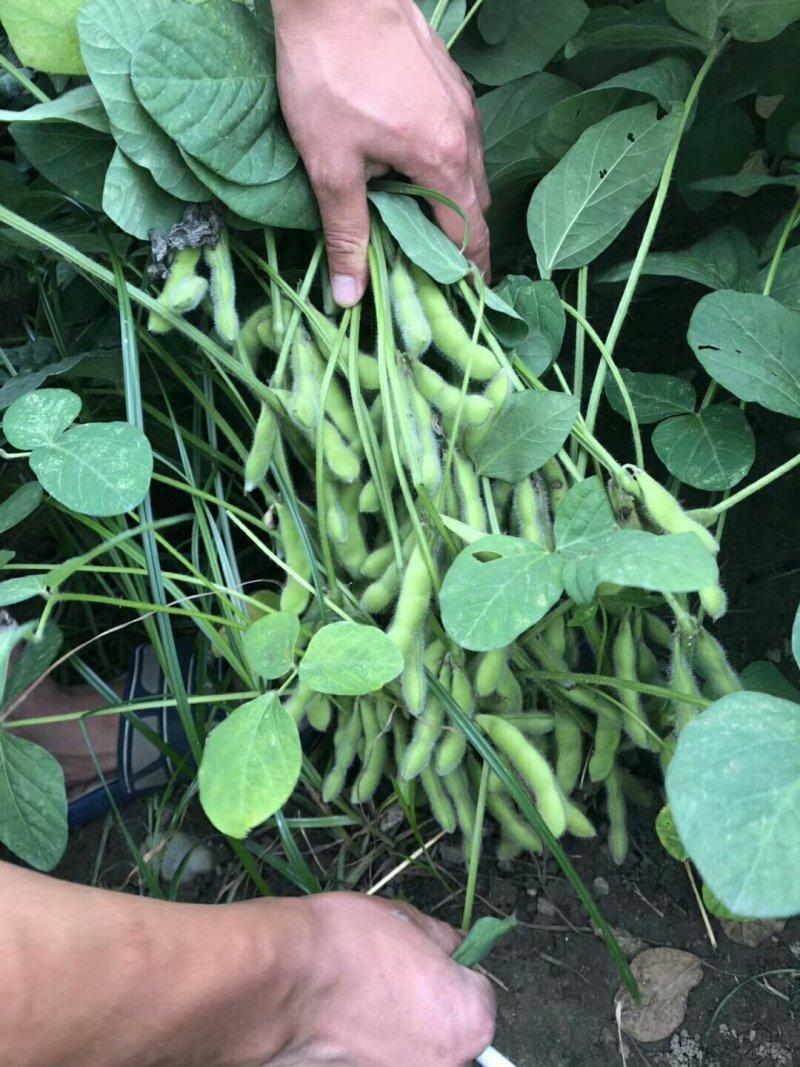 品名::精品毛豆，基地直供，量大从优！