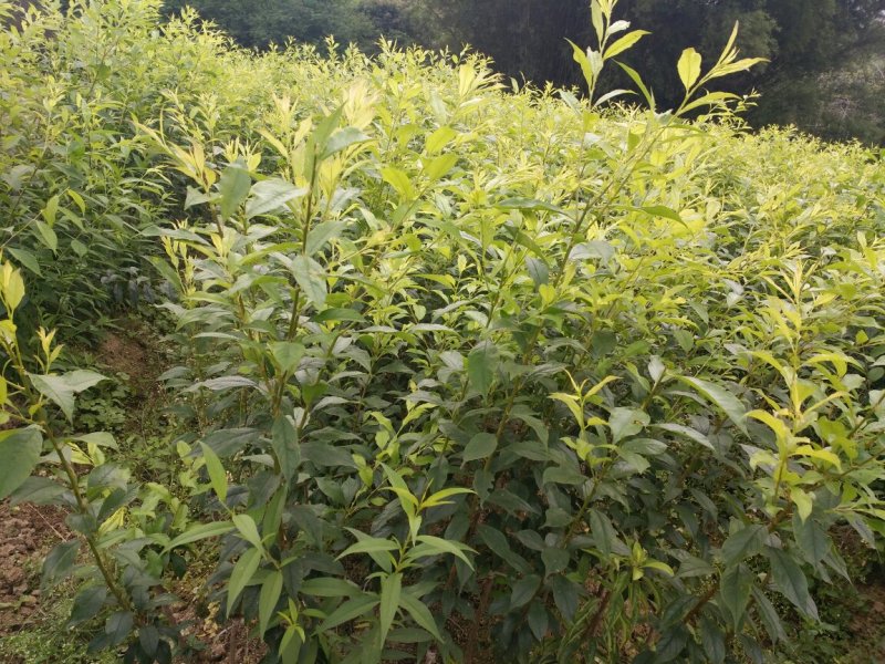 早迟三华李，前排银非，