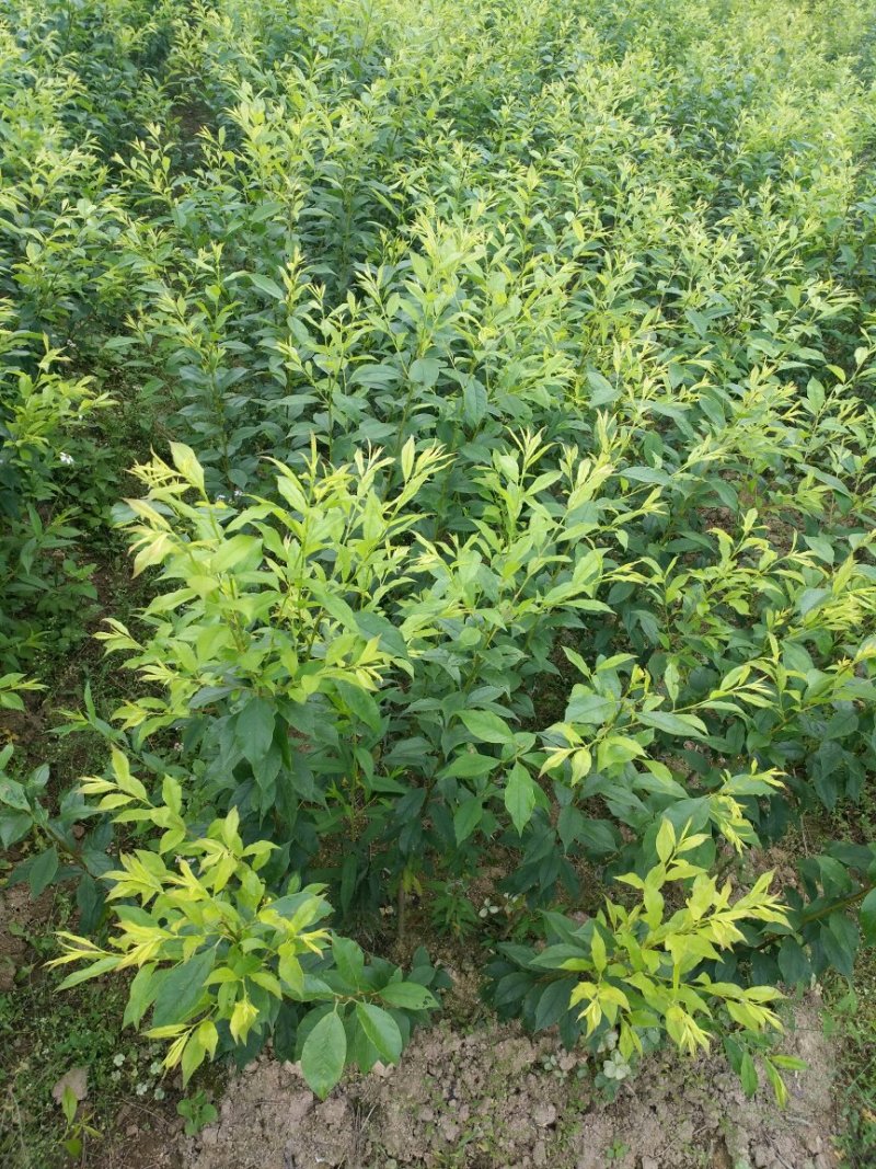 早迟三华李，前排银非，
