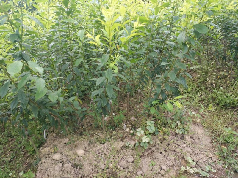 早迟三华李，前排银非，