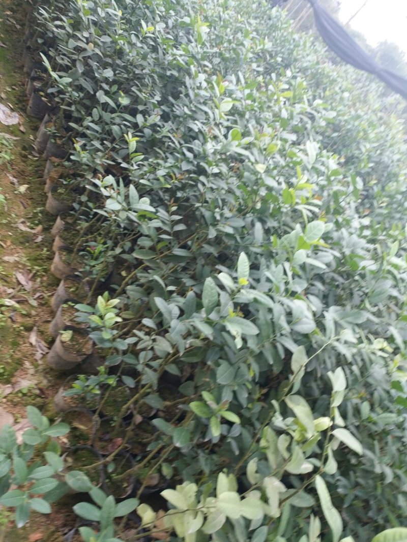 柠檬