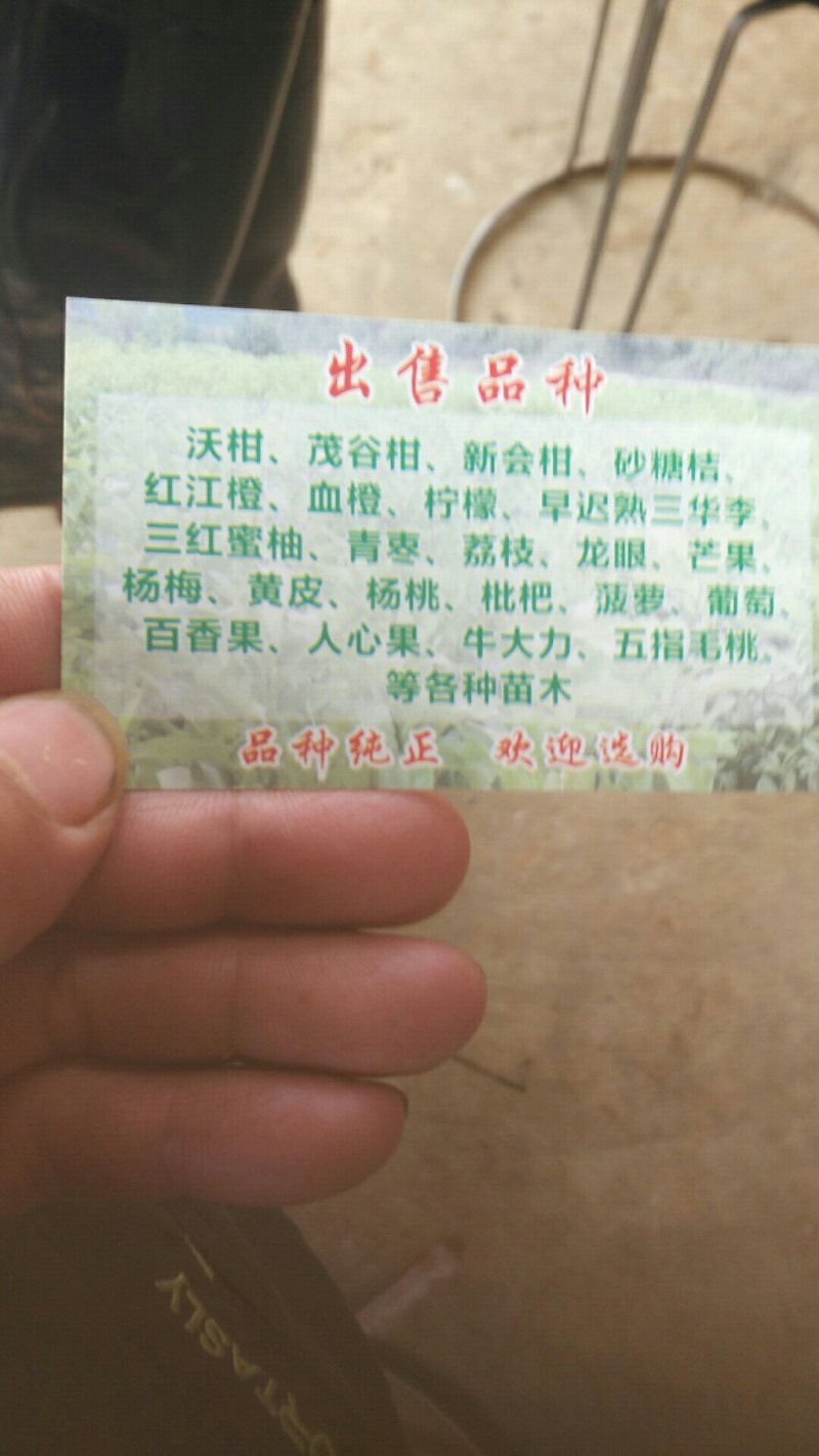 柠檬
