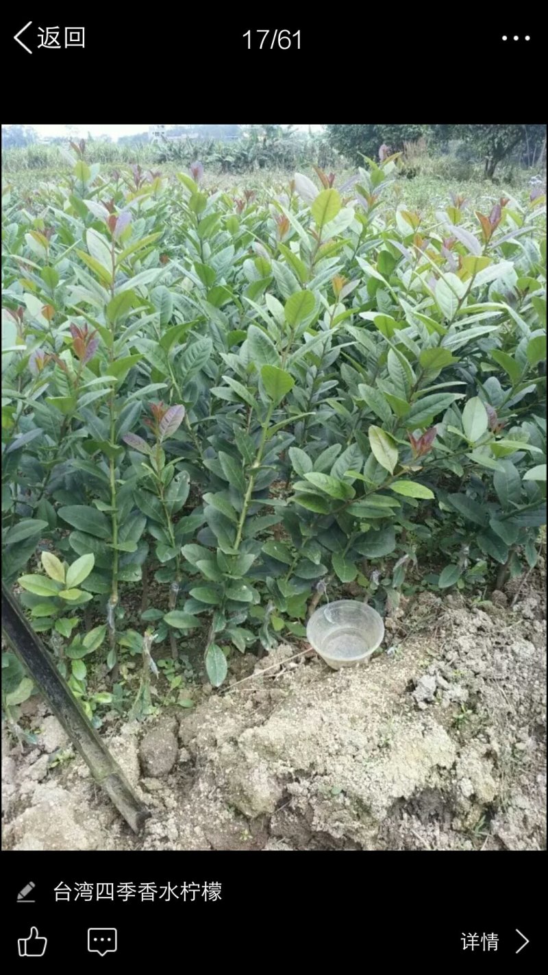 柠檬