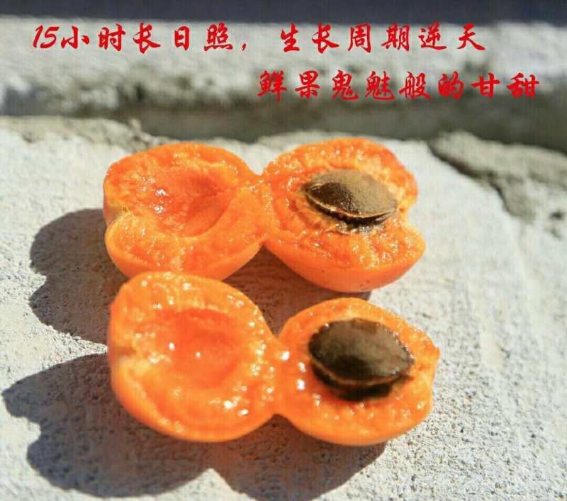 32吊干杏9成熟精品大果一件代发