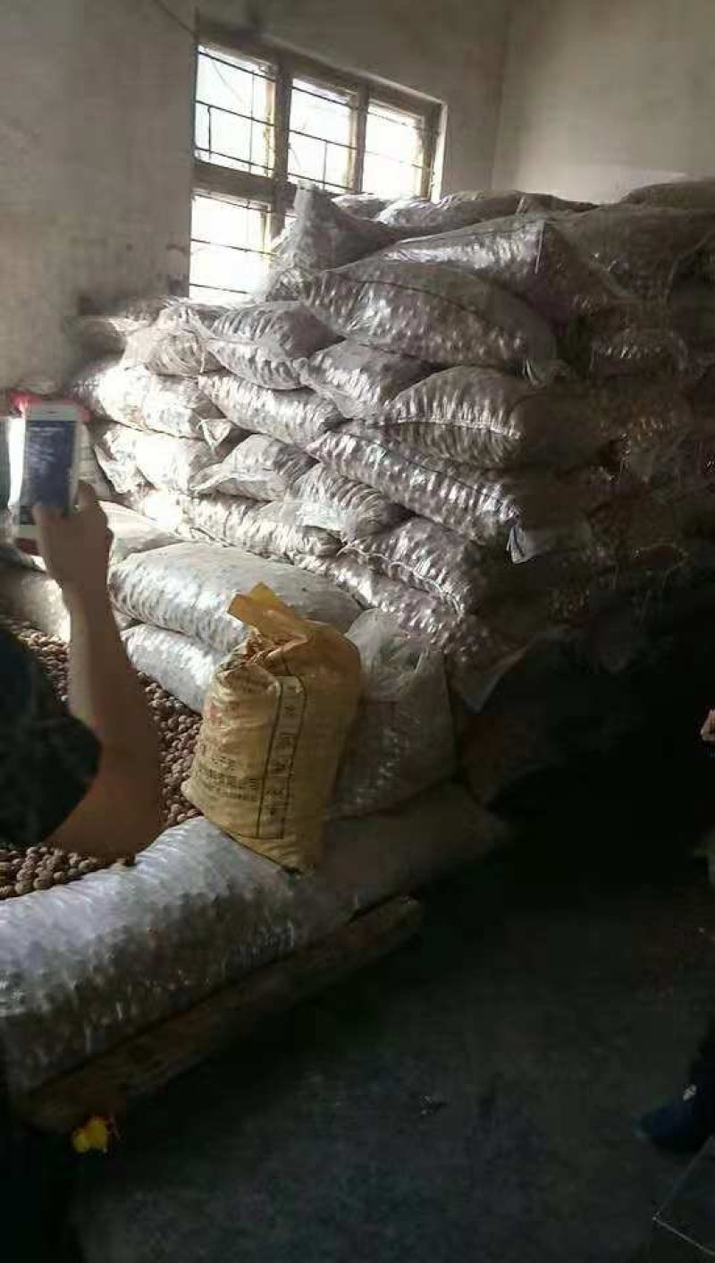 核桃，长年供货批发，价格实惠，货真价实，