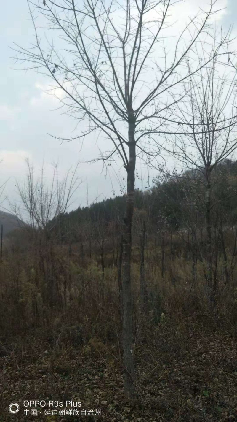 五角枫