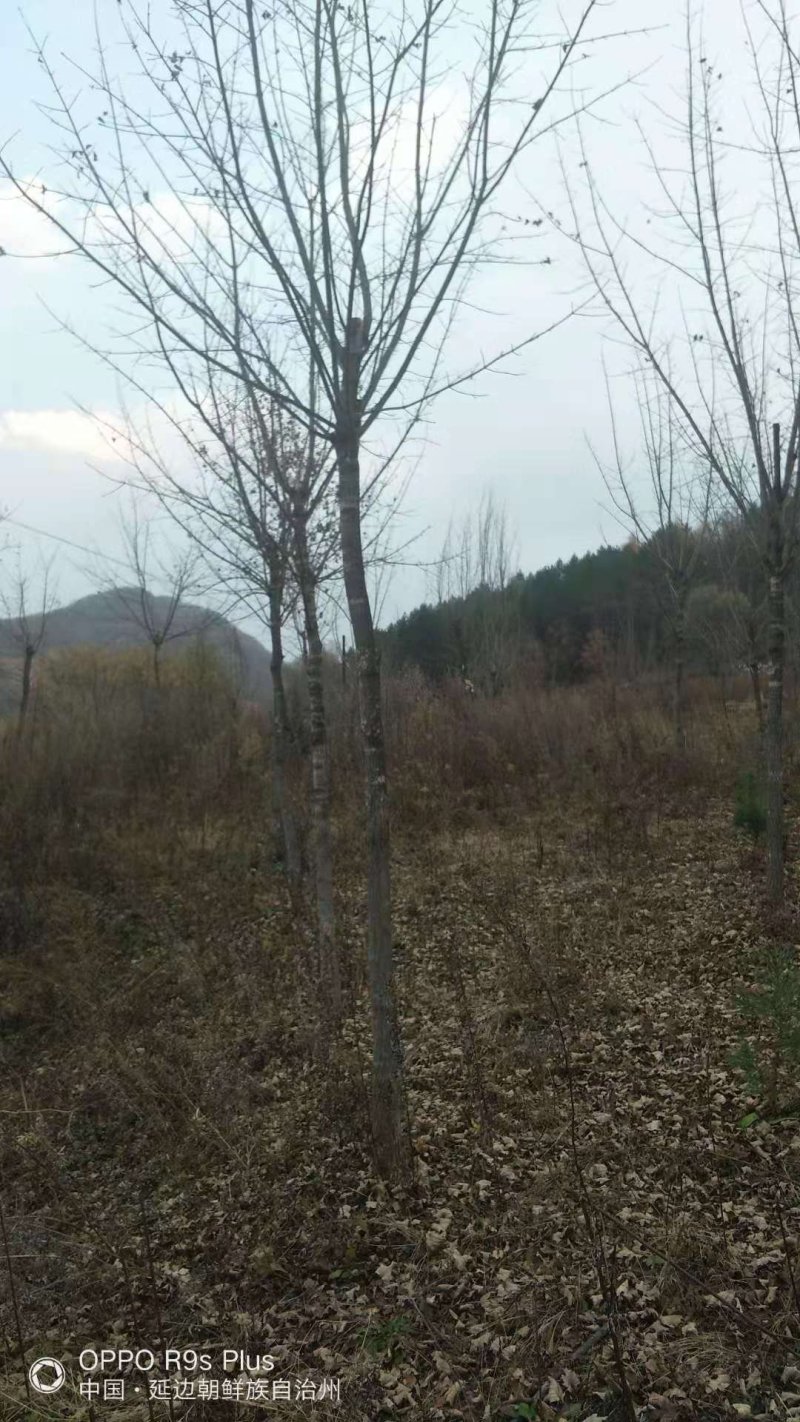 五角枫