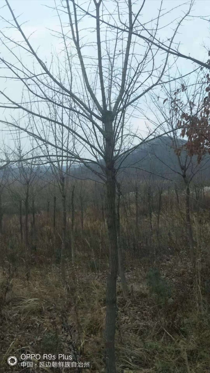 五角枫