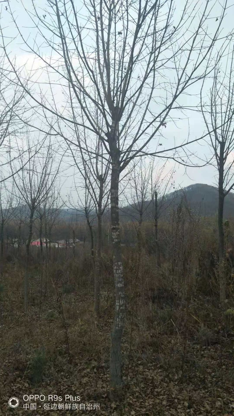 五角枫