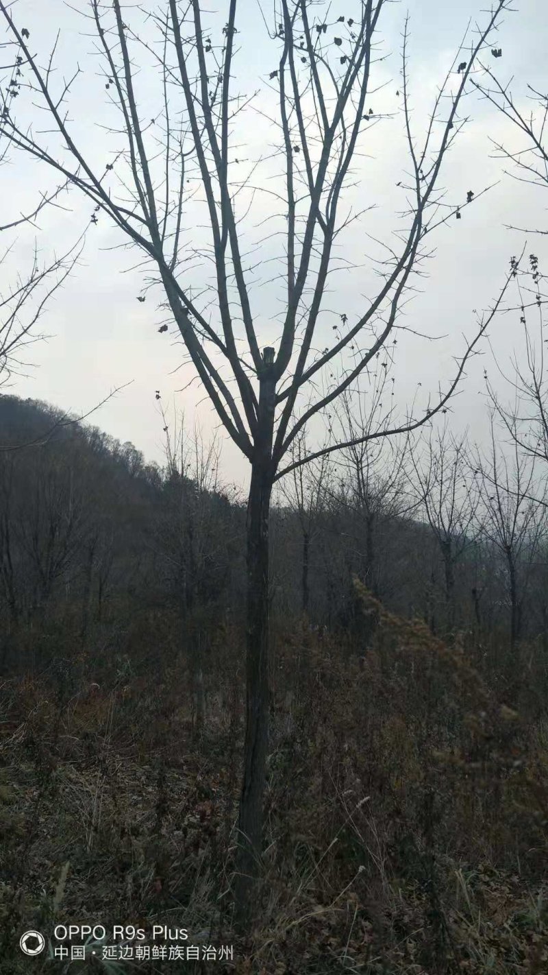 五角枫