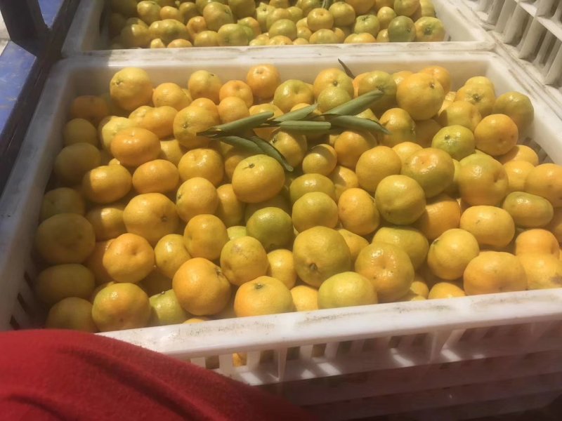 江西南丰密桔