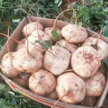 土瓜凉薯