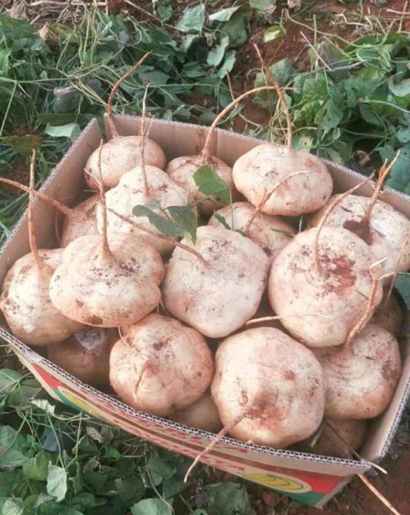 土瓜凉薯