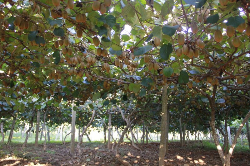 猕猴桃苗木及技术