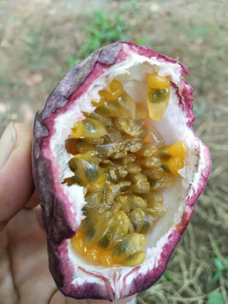 百香果，蜂蜜甜，芭乐香
