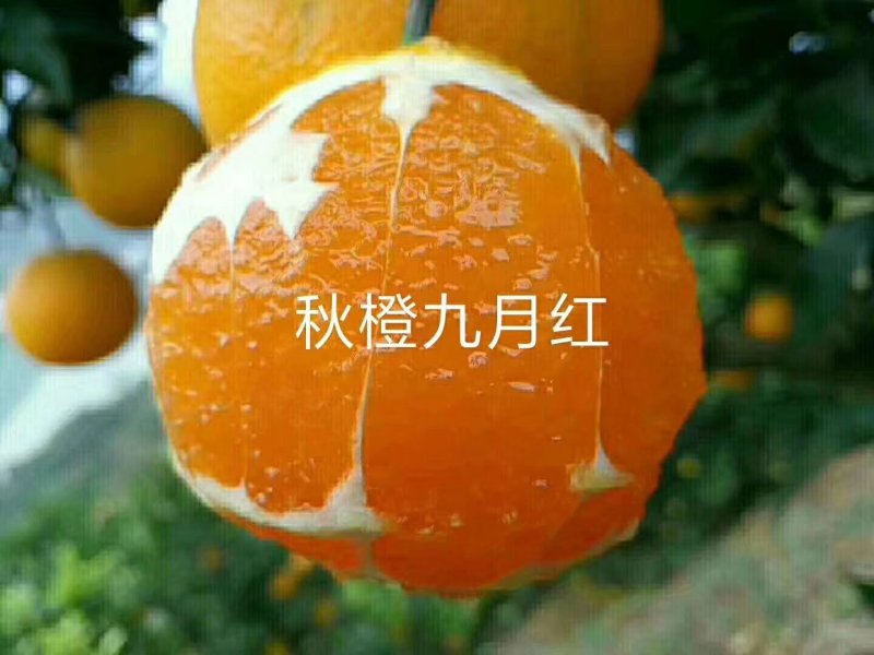 九月红【脐橙】鲜果秭归脐橙皮薄多汁产地直发新鲜橙子果冻橙