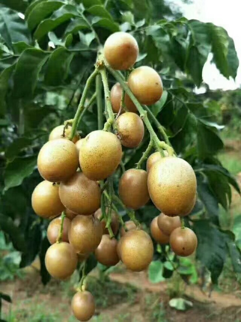 黄皮果苗30~50cmcm