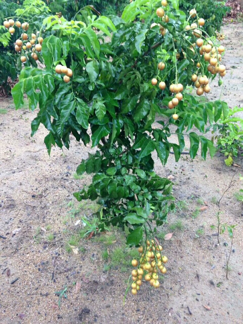 黄皮果苗30~50cmcm