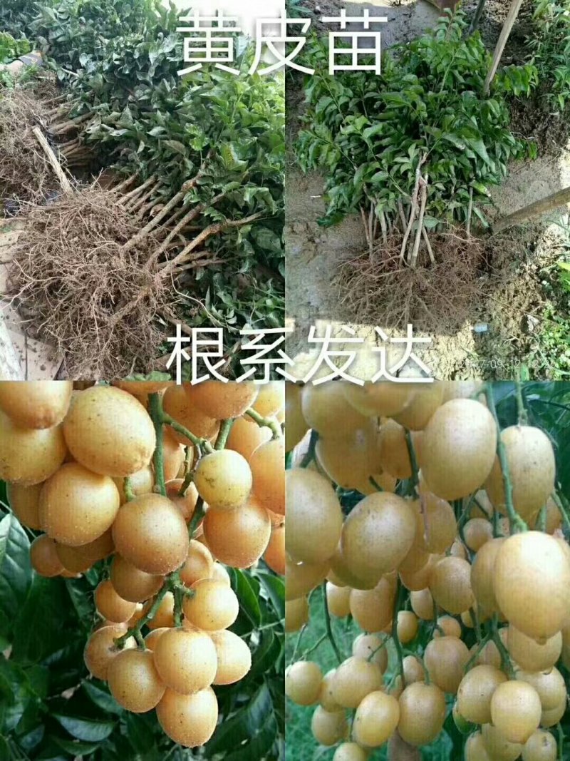 黄皮果苗30~50cmcm