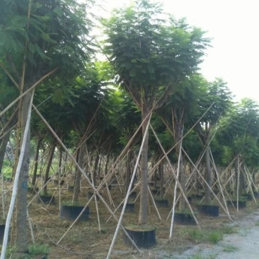 蓝花楹小苗一45公分