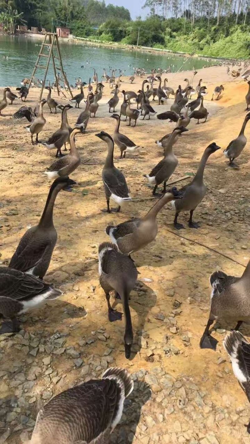 马岗鹅苗