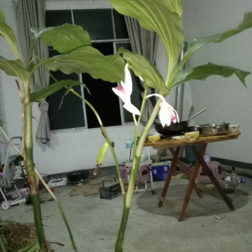 紫花鹤顶兰