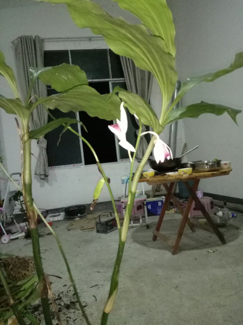 紫花鹤顶兰