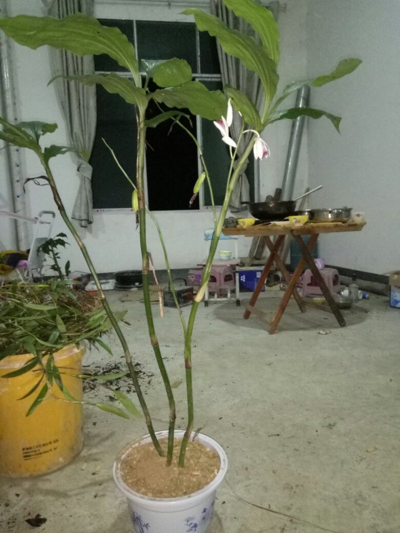 紫花鹤顶兰