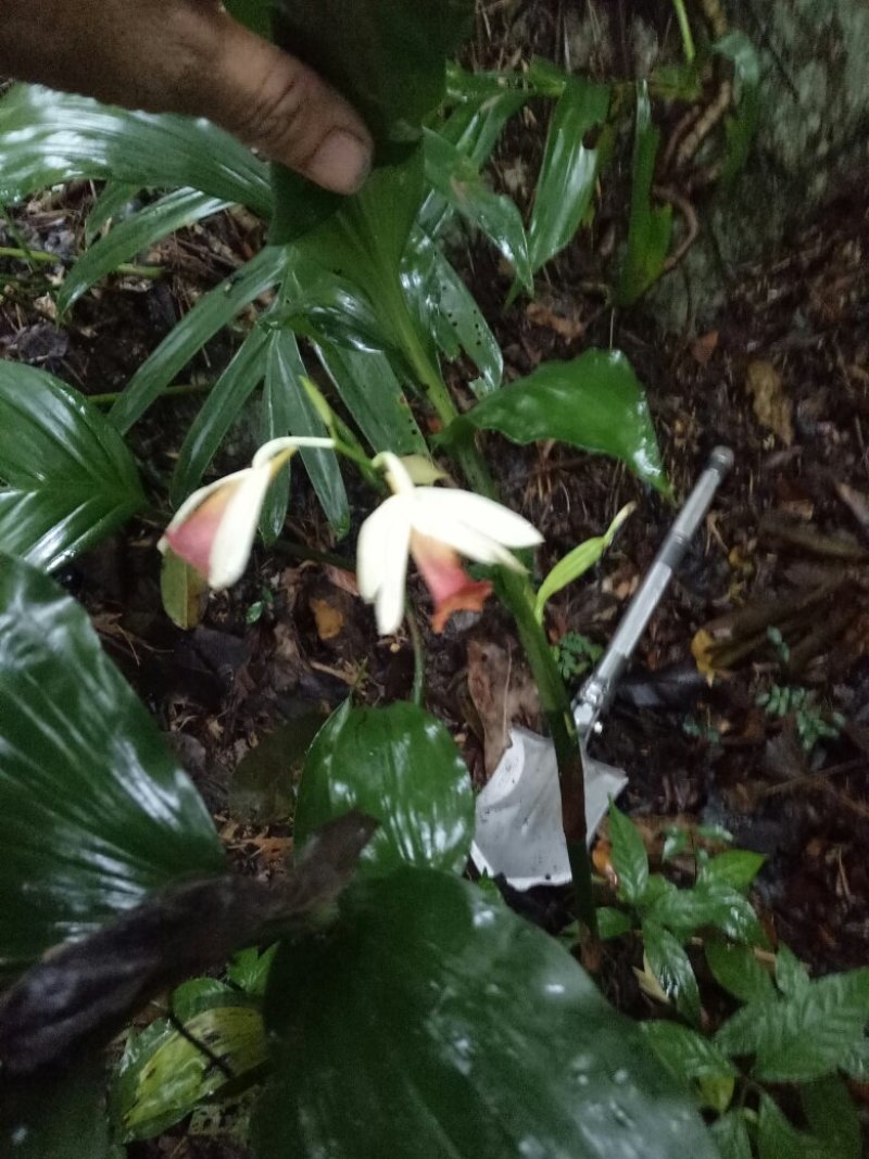 紫花鹤顶兰