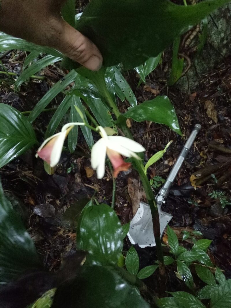 紫花鹤顶兰