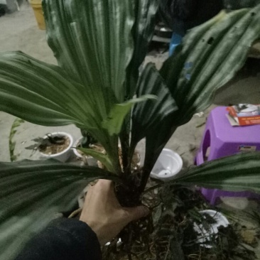 虾脊兰