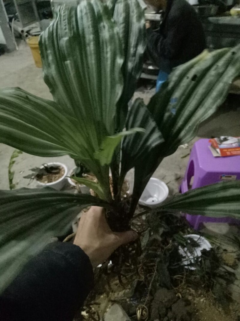 虾脊兰