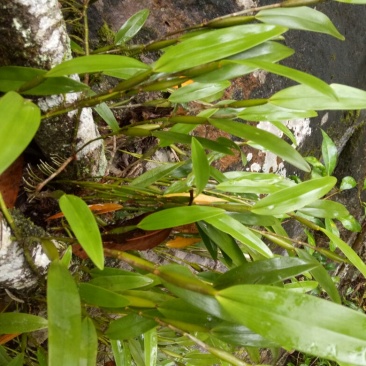 小黄草