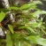小黄草